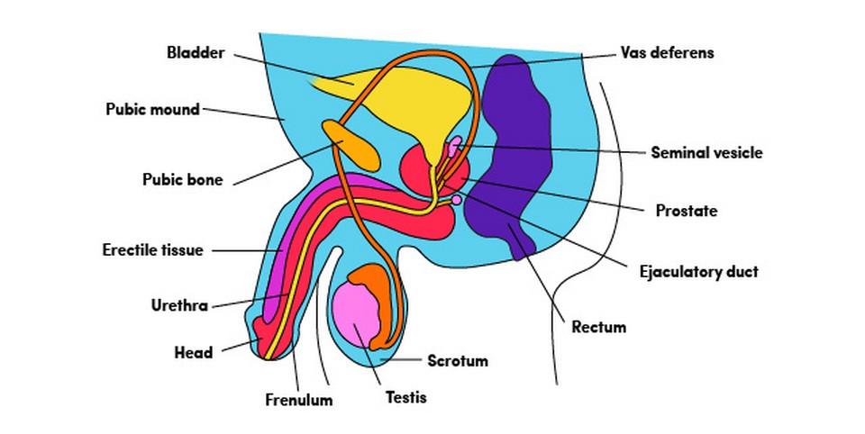 LH Pleasure Anatomy Guide_Penis Side View